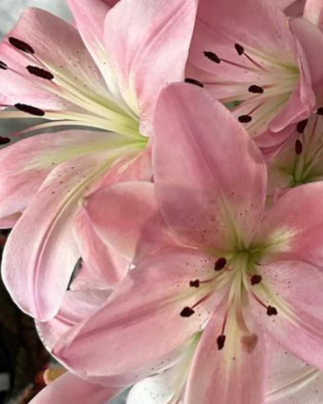Flores cor-de-rosa